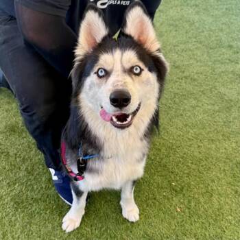 Siberian Husky Dogs Available for Adoption - Lumberjack | PetCurious