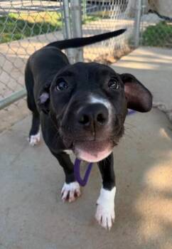 LIGHTNING MCQUEEN -  Pit Bull Terrier Dog for Adoption in Charlotte, North Carolina - LIGHTNING MCQUEEN | PetCurious