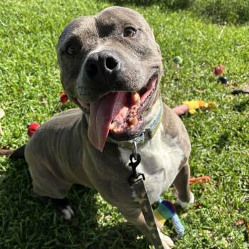 Gotti -  American Bully Dog for Adoption in Pearland, Texas - Gotti | PetCurious