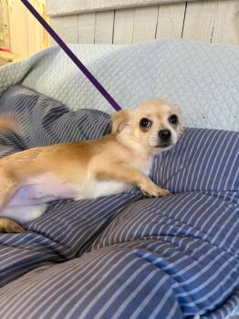 Peppie -  Chihuahua Dog for Adoption in Fort Worth, Texas - Peppie | PetCurious