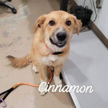 Cinnamon -  Mixed Breed Dog for Adoption in Buchanan Dam, Texas - Cinnamon | PetCurious