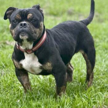 French Bulldog and American Bulldog Dogs Available for Adoption in Austin, Texas - Napoleon | PetCurious