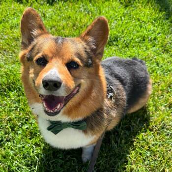 Fido -  Corgi Dog for Adoption in Riverwoods, Illinois - Fido | PetCurious