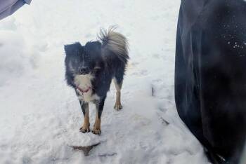 Pomeranian Dogs Available for Adoption - Cherokee | PetCurious