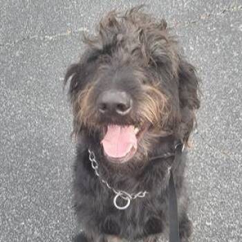 Poodle Dogs Available for Adoption in San Antonio, Texas - GENO | PetCurious