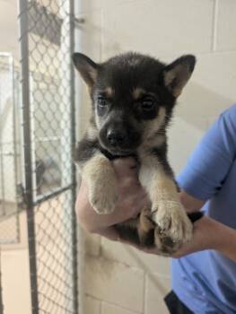 Goodgirl -  German Shepherd Dog Dog Available for Adoption in Nacogdoches, Texas - Goodgirl | PetCurious