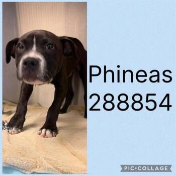 PHINEAS -  Mixed Breed Dog for Adoption in Macon, Georgia - PHINEAS | PetCurious