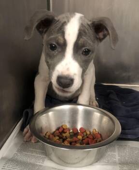 Mixed Breed Dogs Available for Adoption in Parma, Ohio - Sprout | PetCurious