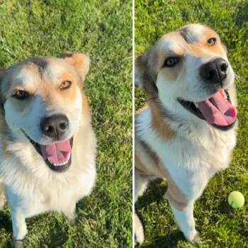 Range -  Mixed Breed Dog for Adoption in Tacoma, Washington - Range | PetCurious
