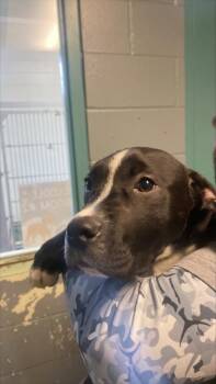 Terrier and Mixed Breed Dogs Available for Adoption - Onyx | PetCurious