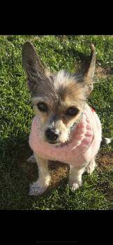 Yorkshire Terrier and Poodle Dogs Available for Adoption - Spring | PetCurious