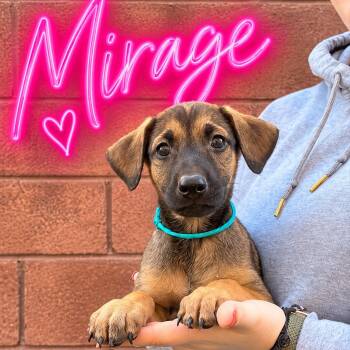 Mirage -  Doberman Pinscher Dog for Adoption in Las Vegas, Nevada - Mirage | PetCurious