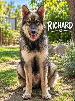 Richard -  German Shepherd Dog and Husky Dog for Adoption in Lucas, Texas - Richard | PetCurious