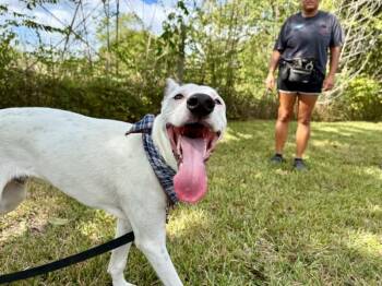 Cricket Ridge Happy Honeybee -  Labrador Retriever and Pointer Dog for Adoption in Friendswood, Texas - Cricket Ridge Happy Honeybee | PetCurious