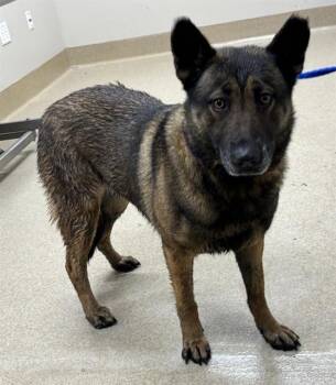 German Shepherd Dog and Mixed Breed Dogs Available for Adoption - MISTY | PetCurious