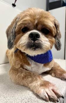 Lhasa Apso Dogs Available for Adoption - Chewy | PetCurious