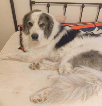 Triton -  Great Pyrenees Dog for Adoption in Kiowa, Oklahoma - Triton | PetCurious
