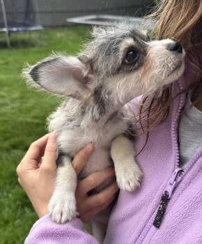 Terrier and Chihuahua Dogs Available for Adoption in Gainesville, Virginia - Biscuit | PetCurious