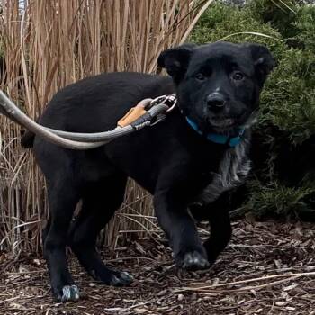 Labrador Retriever and Cattle Dog Dogs Available for Adoption - Kiki | PetCurious