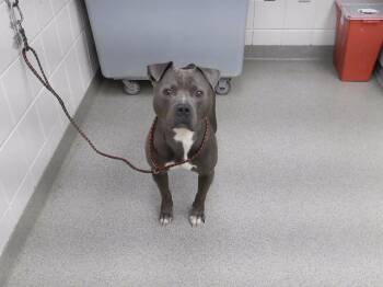 CEDRIC -  Boxer and Mixed Breed Dog for Adoption in Omaha, Nebraska - CEDRIC | PetCurious