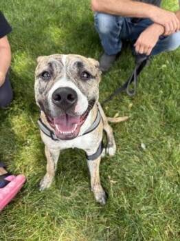 Cookie -  Pit Bull Terrier and Mixed Breed Dog for Adoption in South Bend, Indiana - Cookie | PetCurious