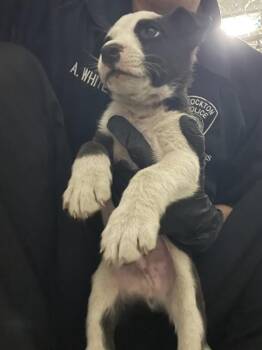 Australian Cattle Dog Blue Heeler Dogs Available for Adoption - BLOOM | PetCurious