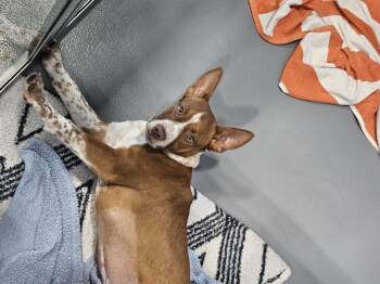 Australian Cattle Dog Blue Heeler Dogs Available for Adoption in Kalamazoo, Michigan - Erica | PetCurious
