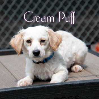 Cream Puff -  Cocker Spaniel and Mixed Breed Dog for Adoption in Parkersburg, West Virginia - Cream Puff | PetCurious