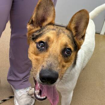 Rescue Cattle Dog Dogs for Adoption in Corpus Christi, Texas - Rocket | PetCurious