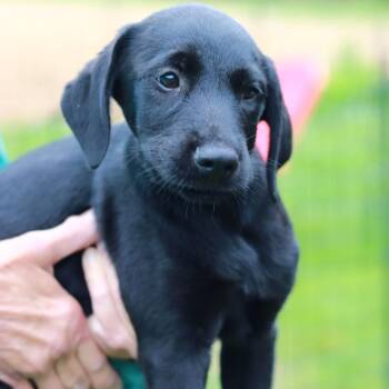 Labrador Retriever and Mixed Breed Dogs Available for Adoption in Eastford, Connecticut - CT Radicchio | PetCurious