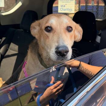 Sierra -  Mixed Breed Dog for Adoption in Philadelphia, Pennsylvania - Sierra | PetCurious