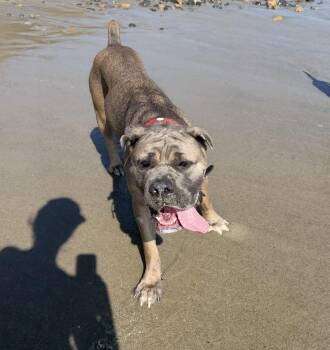 WILLOW the family dog -  Mastiff and Cane Corso Dog for Adoption in Los Angeles, California - WILLOW The Family Dog | PetCurious