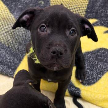 Black Labrador Retriever and Mixed Breed Dogs Available for Adoption - Admiring Aster | PetCurious