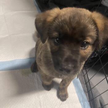 Prosciutto -  Mixed Breed Dog for Adoption in Buffalo, Minnesota - Prosciutto | PetCurious