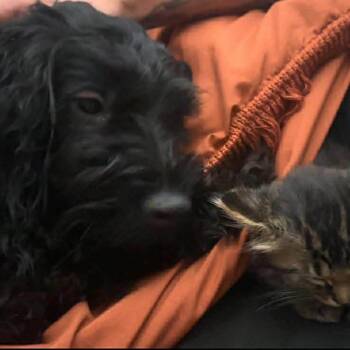 Mixed Breed Dogs Available for Adoption in Dekalb, Illinois - Shady Rose | PetCurious