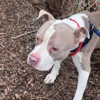 Pit Bull Terrier Dogs Available for Adoption - Louie | PetCurious