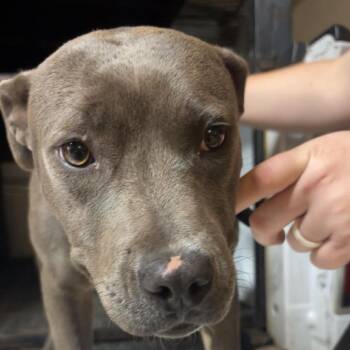 Mixed Breed Dogs Available for Adoption - Lex | PetCurious