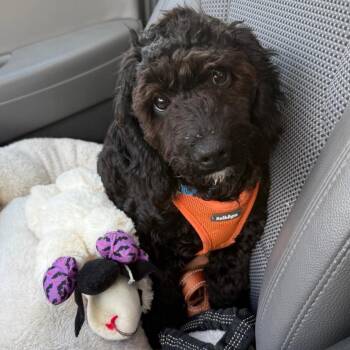 Archie -  Miniature Poodle Dog for Adoption in Sinking Spring, Pennsylvania - Archie | PetCurious