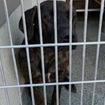 Rescue Mixed Breed Dogs for Adoption in Jeffersonville, Indiana - Mahomes | PetCurious