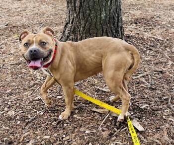 Pit Bull Terrier Dogs Available for Adoption - Mamacita (Bio ✅) | PetCurious