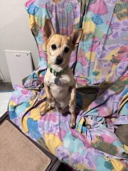 Ernie -  Chihuahua Dog for Adoption in Scottsdale, Arizona - Ernie | PetCurious