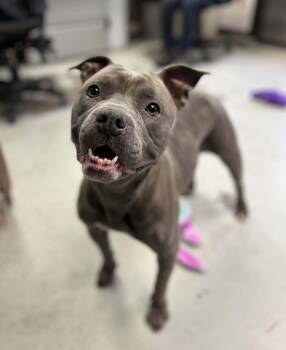 Pit Bull Terrier Dogs Available for Adoption in Eagle, Idaho - Minga **Courtesy Post. Out Of Town Pet. See Below For Details** | PetCurious