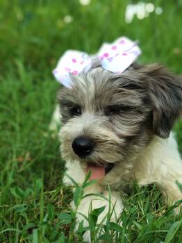 Button -  Yorkshire Terrier Dog for Sale in Limestone, Tennessee - Button | PetCurious