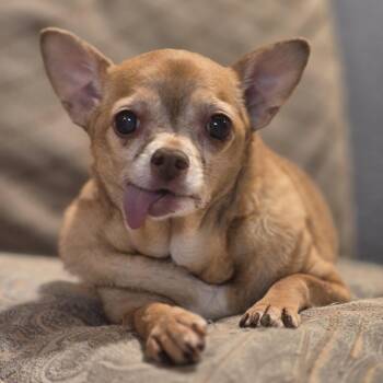 Rescue Chihuahua Dogs for Adoption in Metairie, Louisiana - CeeCee | PetCurious