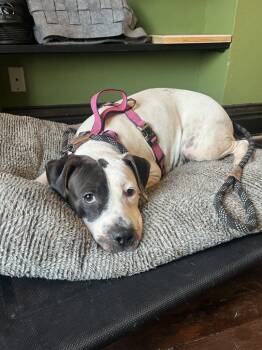 Rescue American Bulldog Dogs for Adoption in Kansas City, Missouri - Bougie | PetCurious
