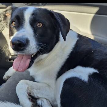 Rescue Smooth Collie Dogs for Adoption in Midland, Texas - Allie | PetCurious