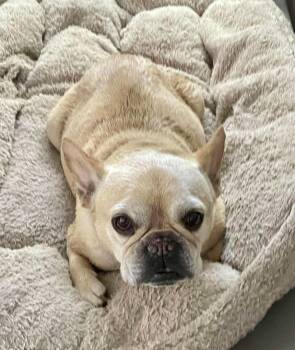 Rescue French Bulldog Dogs for Adoption in Los Angeles, California - Henri | PetCurious