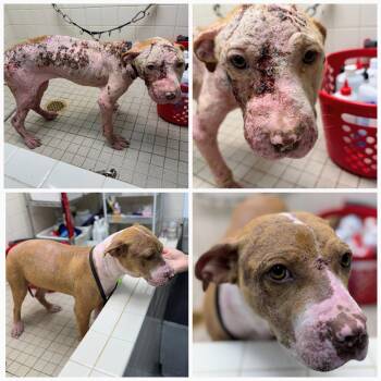 Alice -  Pit Bull Terrier Dog for Adoption in Oakland, California - Alice | PetCurious