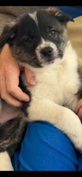 American Eskimo Dog and Australian Cattle Dog Blue Heeler Dogs Available for Adoption - DINO | PetCurious