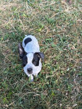 Australian Cattle Dog Blue Heeler Dogs Available for Adoption in Zephyrhills, Florida - Bert | PetCurious